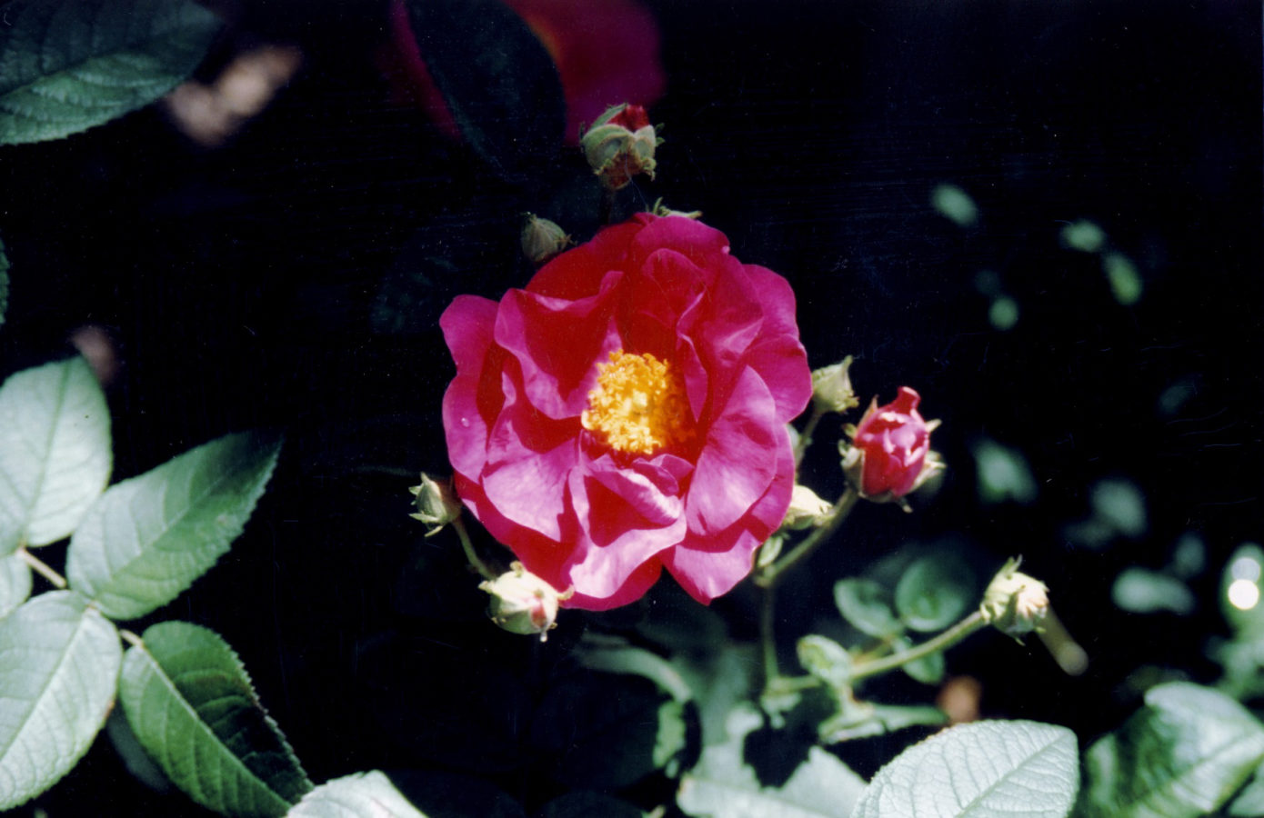 Apothecary Rose MMS Medicinal Garden